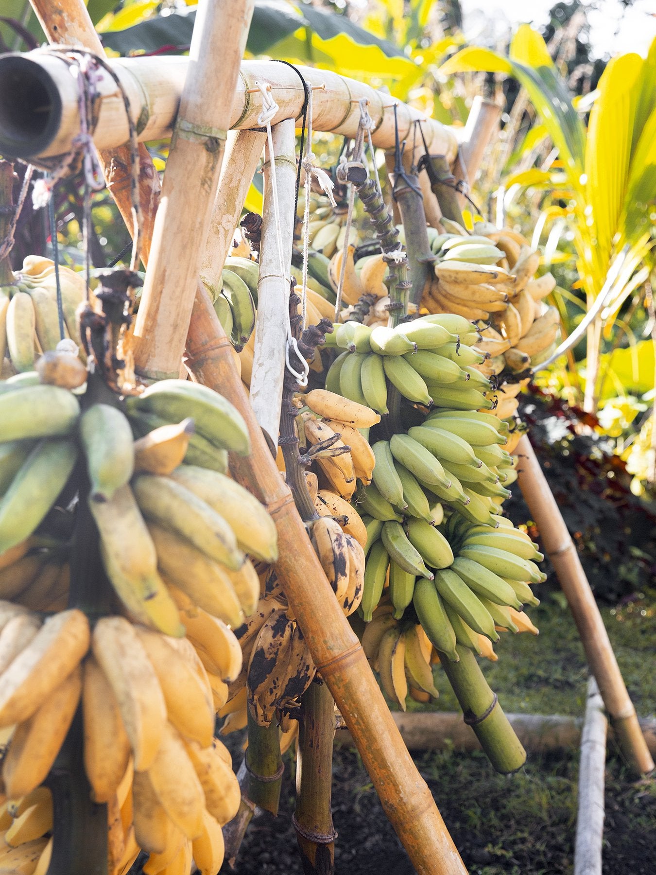 How to pick the best looking fruit.